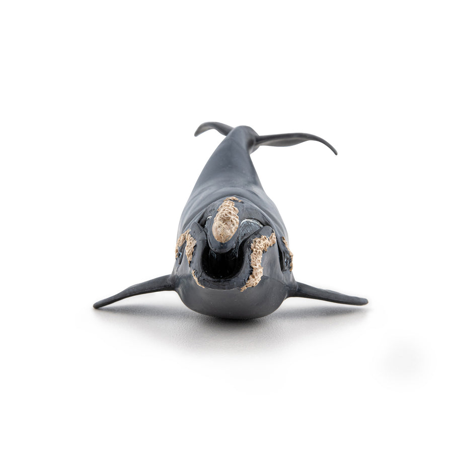 Figurine Baleine franche Papo en PVC, Collection animaux marins, jouet éducatif idéal pour enfants et collectionneurs